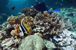 ReefHQ.jpeg