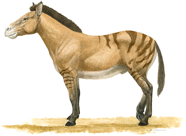 Program image