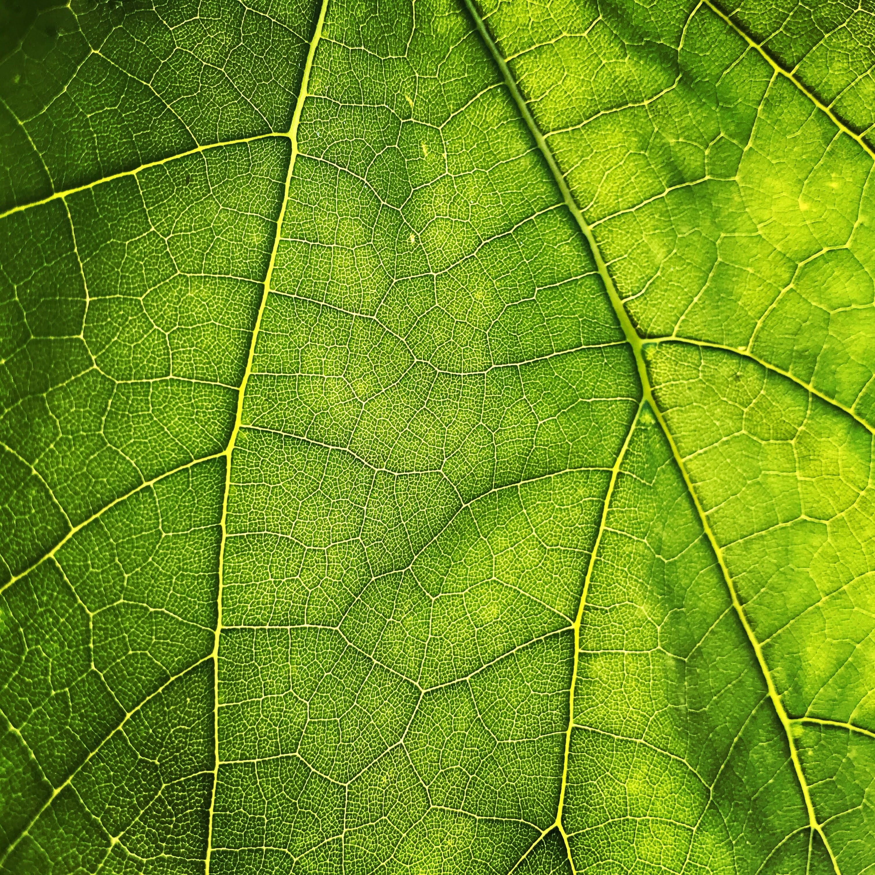 Program image