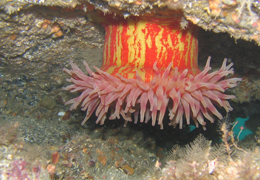 Program image
