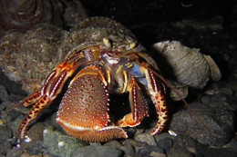 Program image
