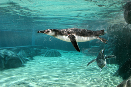 Program image