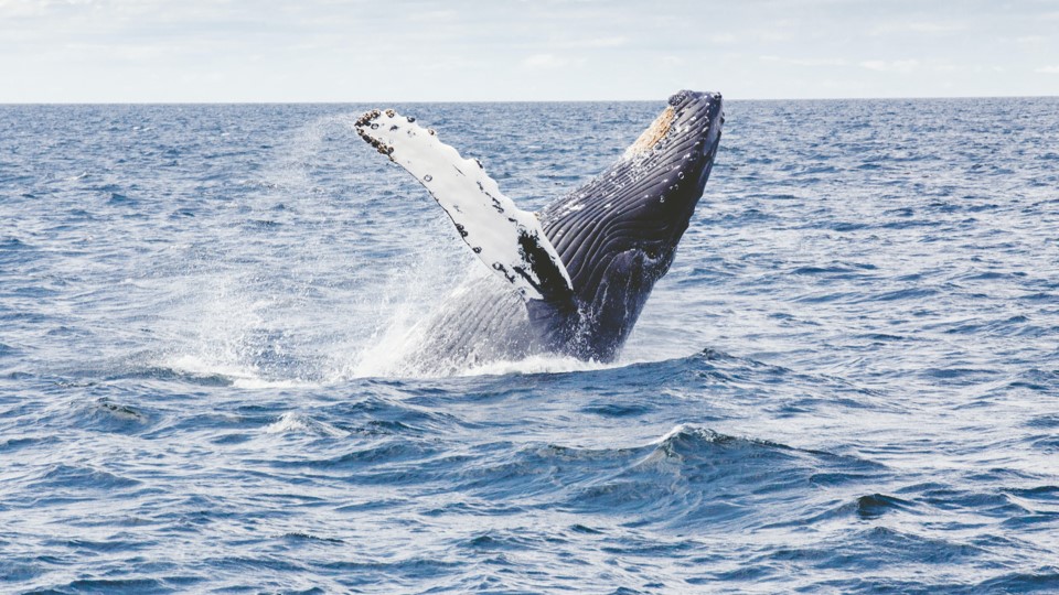 Program image