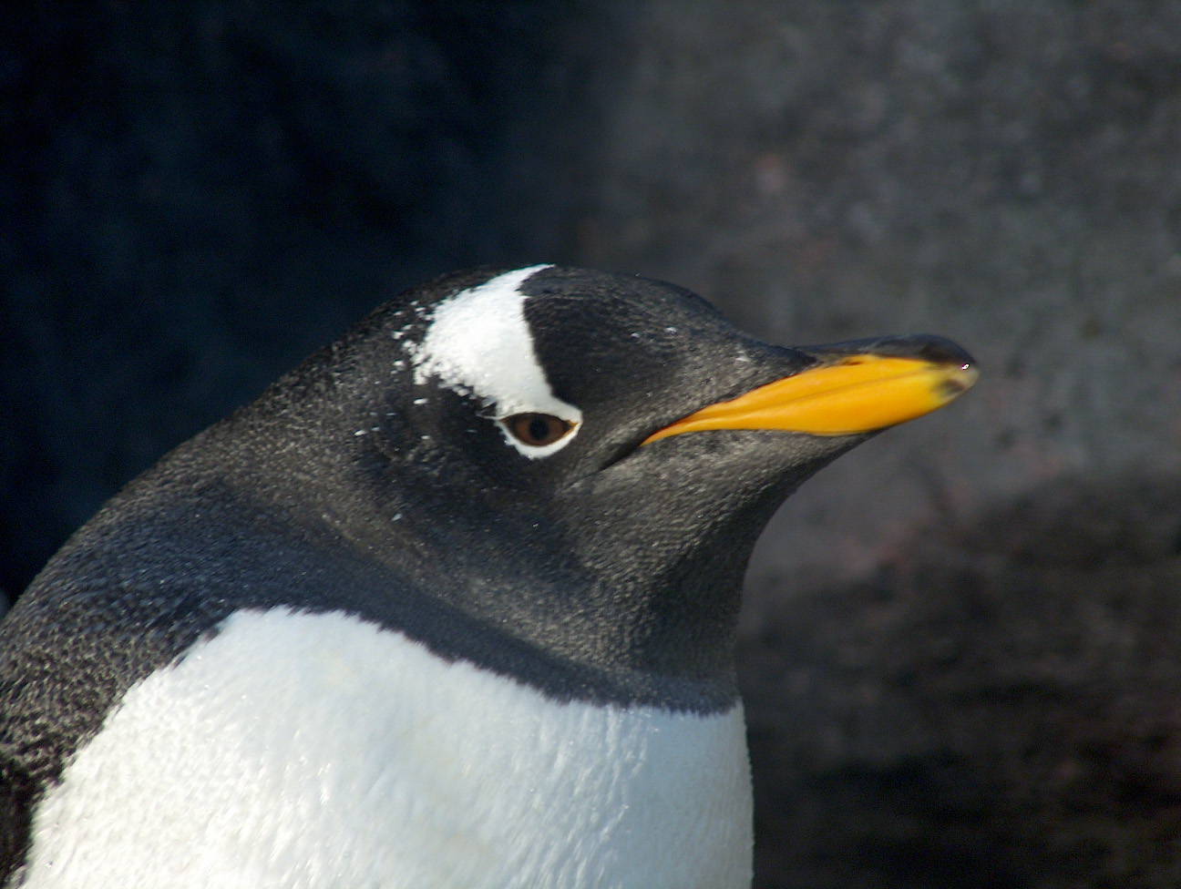 Program image
