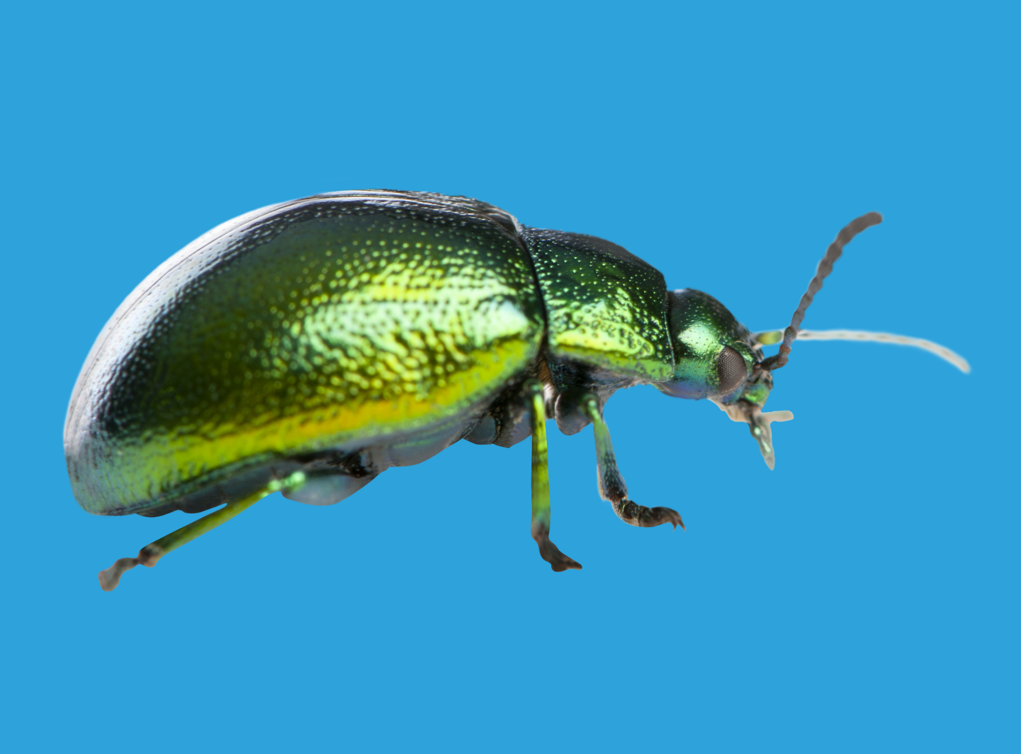 Program image