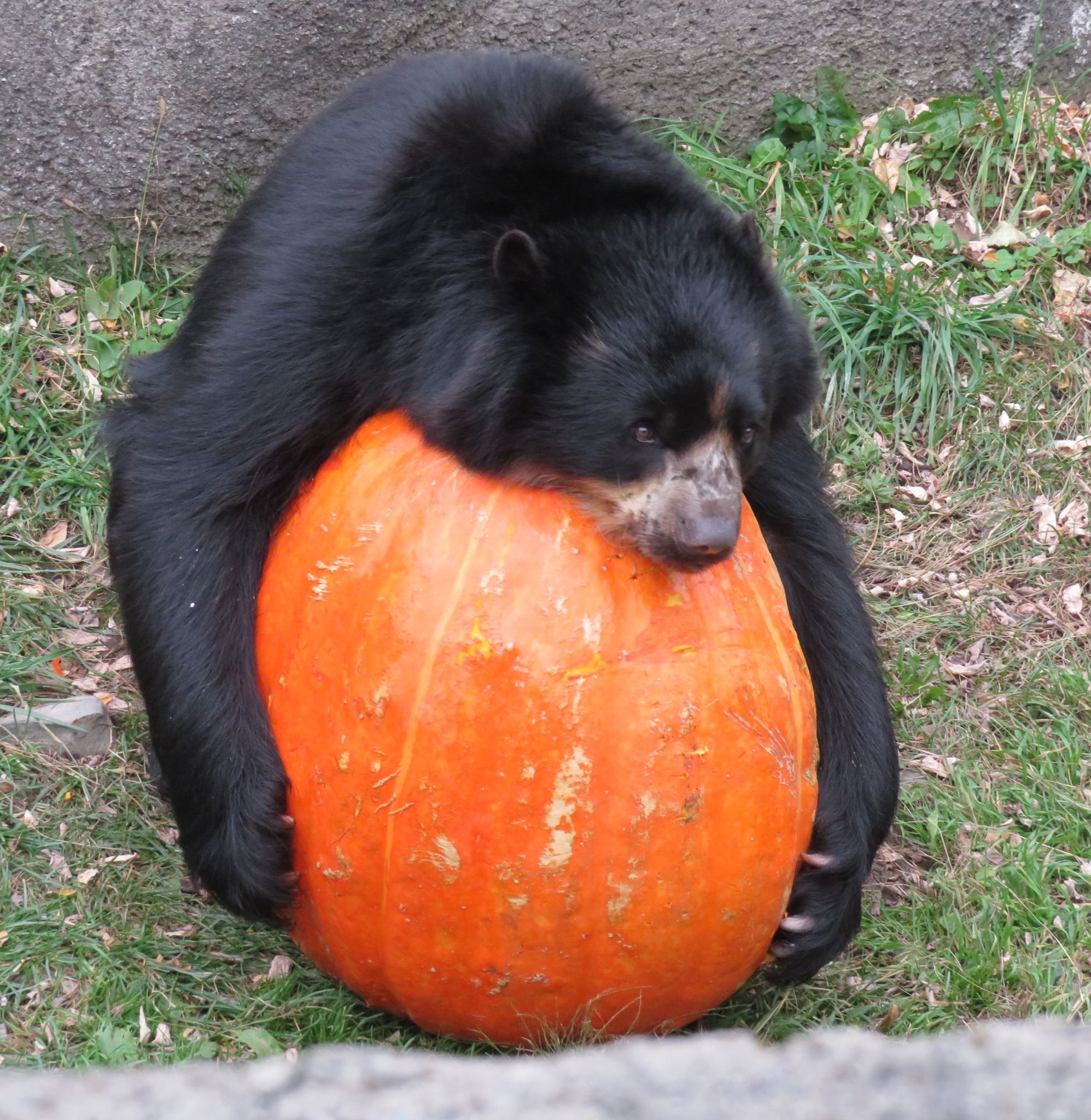 Program image