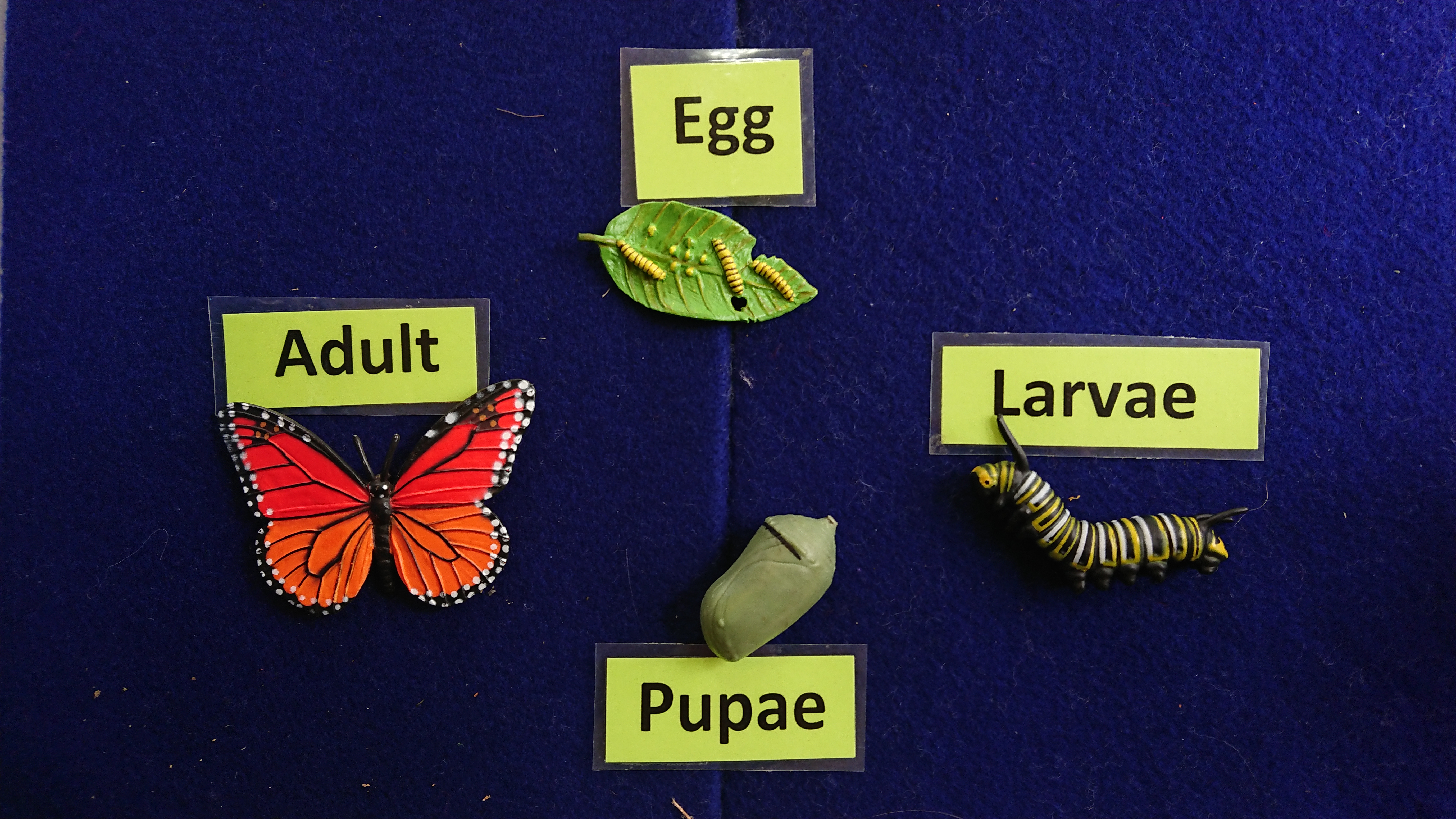 Program image