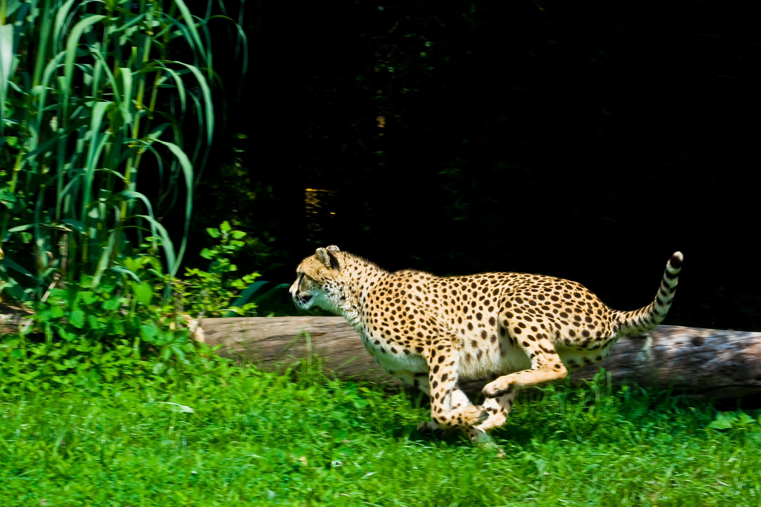 Program image