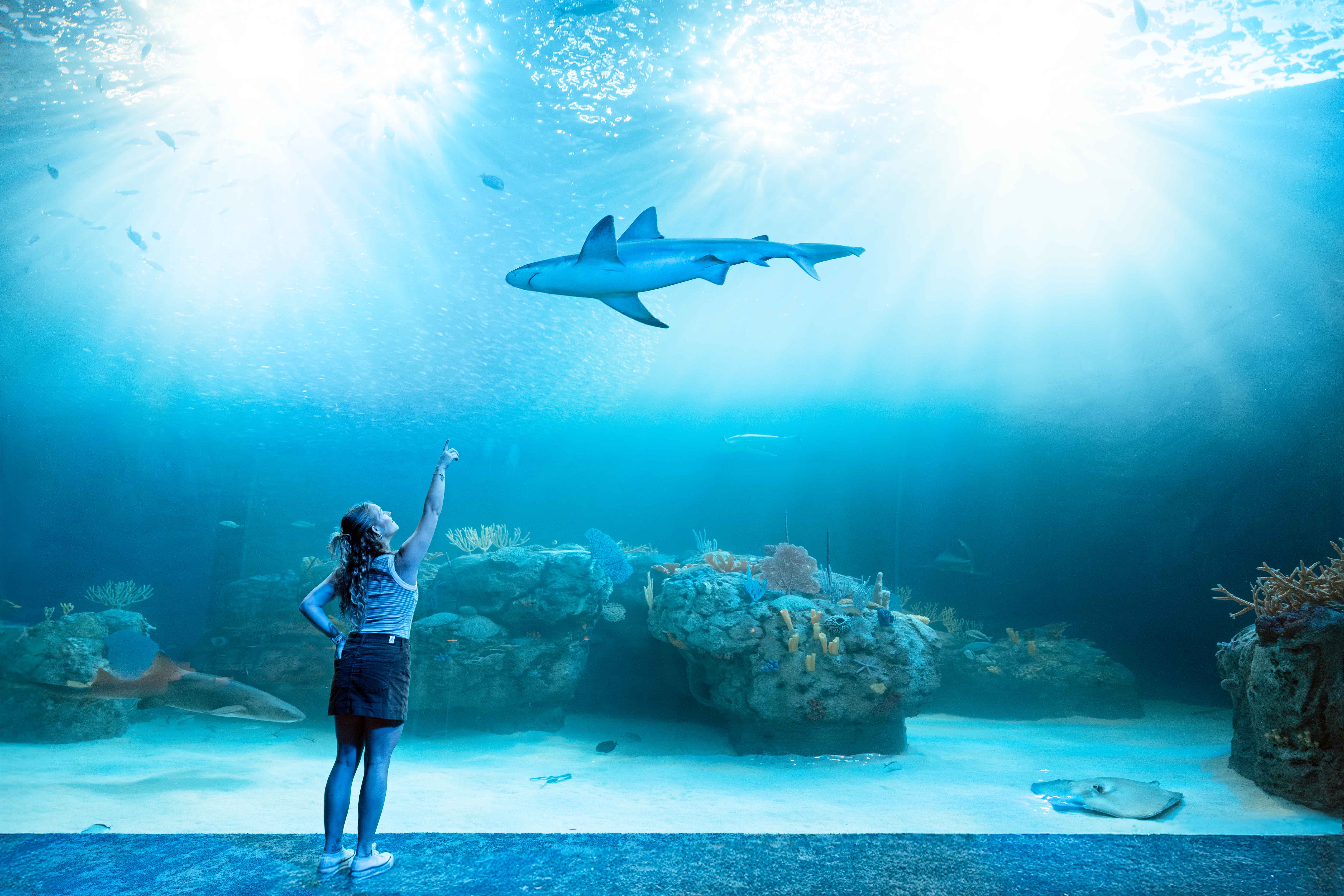 Still Making Waves: The Legacy of Mote's Shark Lady Lives On for a New Generation